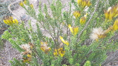 Pteronia uncinata