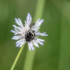 Oxythyrea
