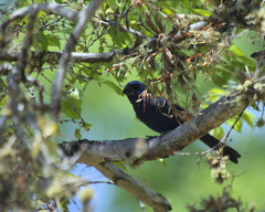 Cyanoloxia brissonii