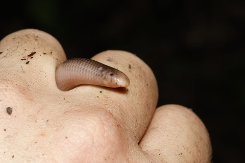 Woodland Blind Snake