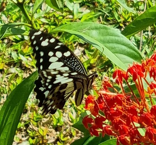 Southeast Asian Lime Butterfly