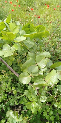 Pistache