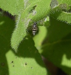 Parancistrocerus minimoferus