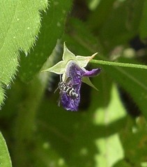 Parancistrocerus minimoferus
