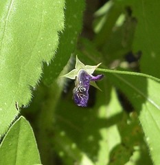 Parancistrocerus minimoferus