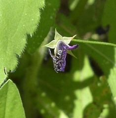 Parancistrocerus minimoferus