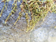 Claopodium whippleanum