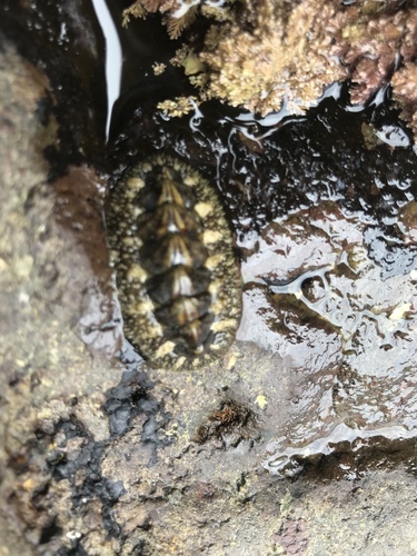 California Spiny Chiton, 22873, Ensenada, BC , MX, photo 8 of 10