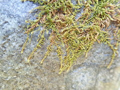 Claopodium whippleanum