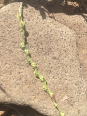 Lappula sessiliflora