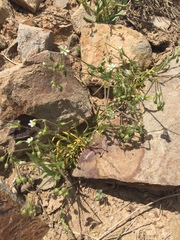 Holosteum glutinosum
