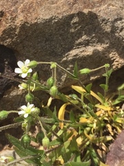 Holosteum glutinosum