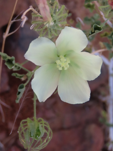 Image of Pavonia rehmannii by no rights reserved