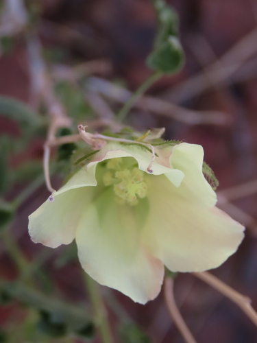 Image of Pavonia rehmannii by no rights reserved