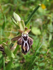 Ophrys cretica