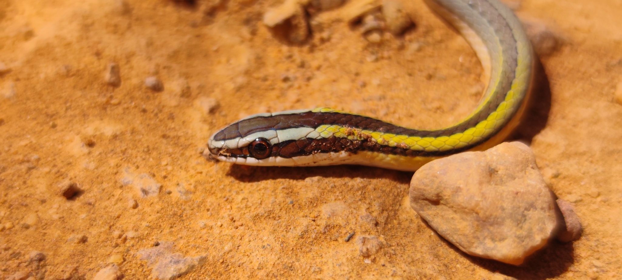 Hoge's Ground Snake, Lygophis paucidens
