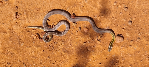 Hoge's Ground Snake