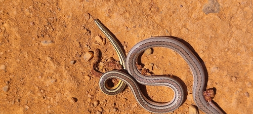 Hoge's Ground Snake
