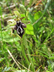 Ophrys cretica