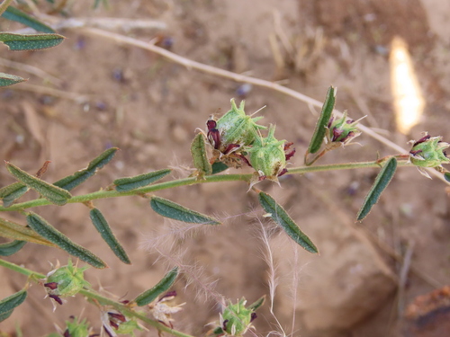 Image of Hermannia modesta by no rights reserved
