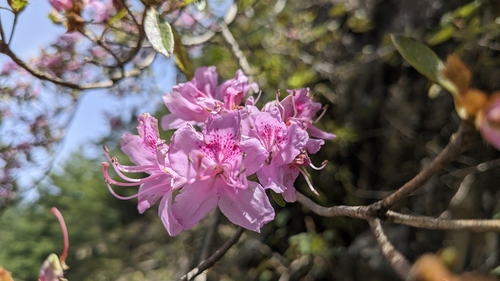 Nan-Au azalea (Rhododendron breviperulatum)
