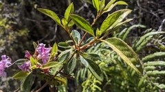 (c) Cheng-Te Hsu, some rights reserved (CC BY) Rhododendron breviperulatum, photograph (c) Cheng-Te Hsu, some rights reserved (CC BY)