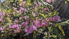 (c) Cheng-Te Hsu, some rights reserved (CC BY) Rhododendron breviperulatum, photograph (c) Cheng-Te Hsu, some rights reserved (CC BY)