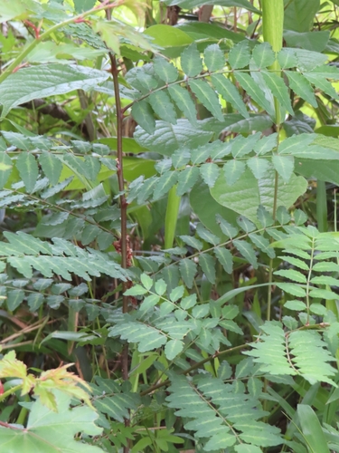 Image of Zanthoxylum piperitum by (c) mami_t_t, some rights reserved (CC BY)