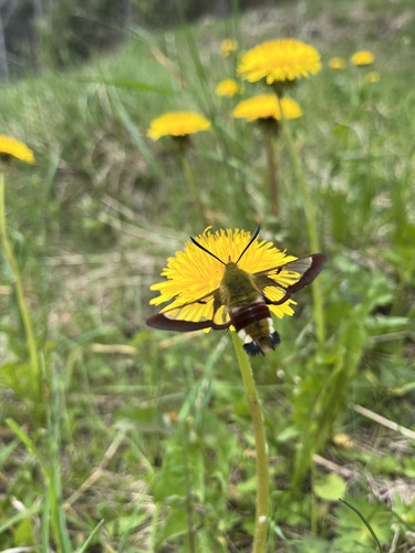 Hemaris fuciformis