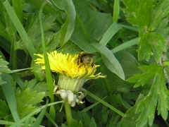 Bombus jonellus