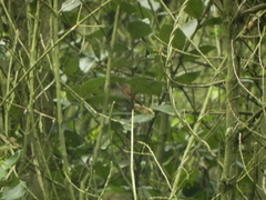 Synallaxis subpudica