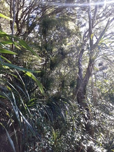Image of Dracophyllum latifolium by (c) Angus Campbell, some rights reserved (CC BY)