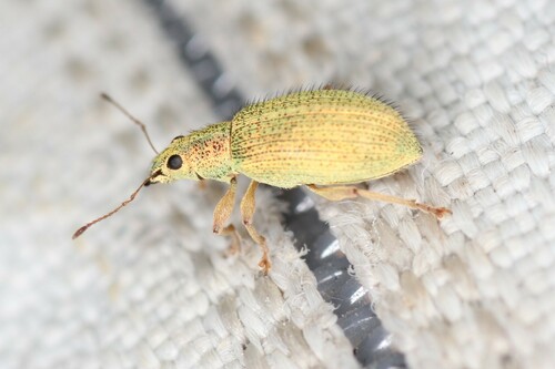 Polydrusus xanthopus
