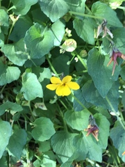 Viola purpurea quercetorum