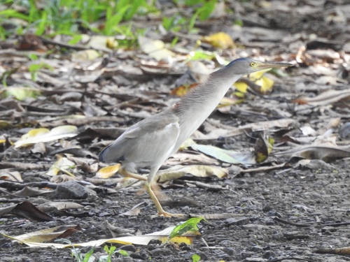 Ixobrychus sinensis observed 2024-05-12