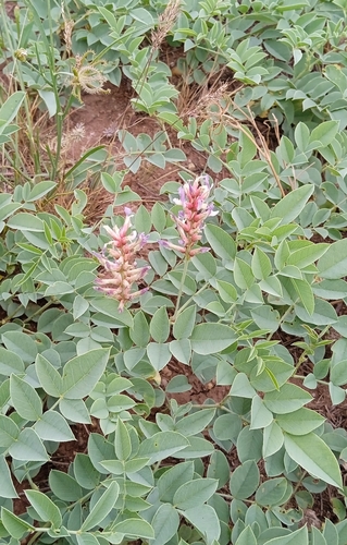 Image of Glycyrrhiza Aspera (Glycyrrhiza aspera) by (c) Igor Karyakin, some rights reserved (CC BY)