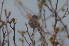 Corthylio calendula calendula