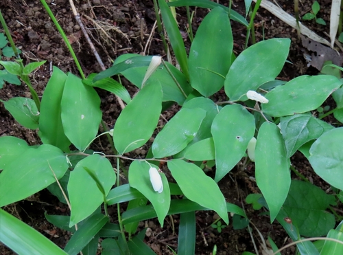 Polygonatum lasianthum, photograph 4