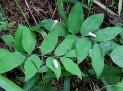 Polygonatum lasianthum, photograph (c) mami_t_t, some rights reserved (CC BY)