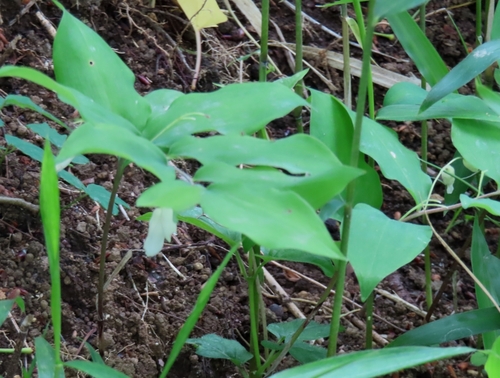 Image of Polygonatum lasianthum by (c) mami_t_t, some rights reserved (CC BY)
