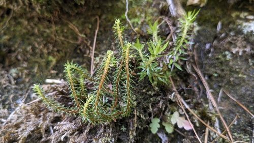 Oriental clubmoss (Huperzia somae)