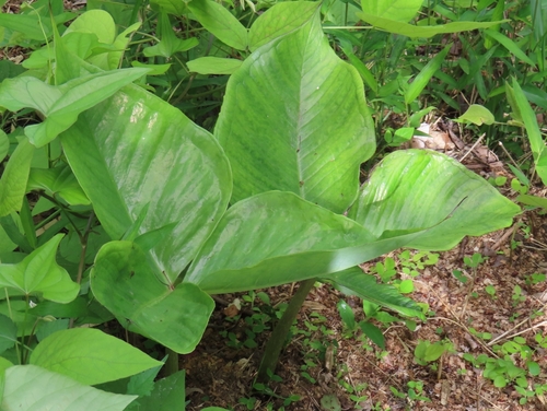 Image of Arisaema ringens by (c) mami_t_t, some rights reserved (CC BY)