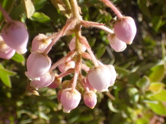 Arctostaphylos pringlei