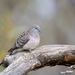 Peaceful Dove - Photo (c) patrickkavanagh, some rights reserved (CC BY)