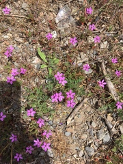 Erodium cicutarium