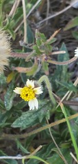 Tridax procumbens image