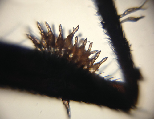 Fanniomyces ceratophorus image