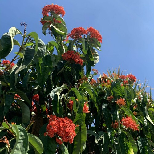 Ixora casei