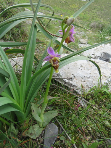 Image of Ophrys heldreichii by (c) Ronald Flipphi, some rights reserved (CC BY-SA)