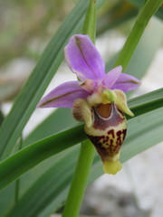 Ophrys heldreichii